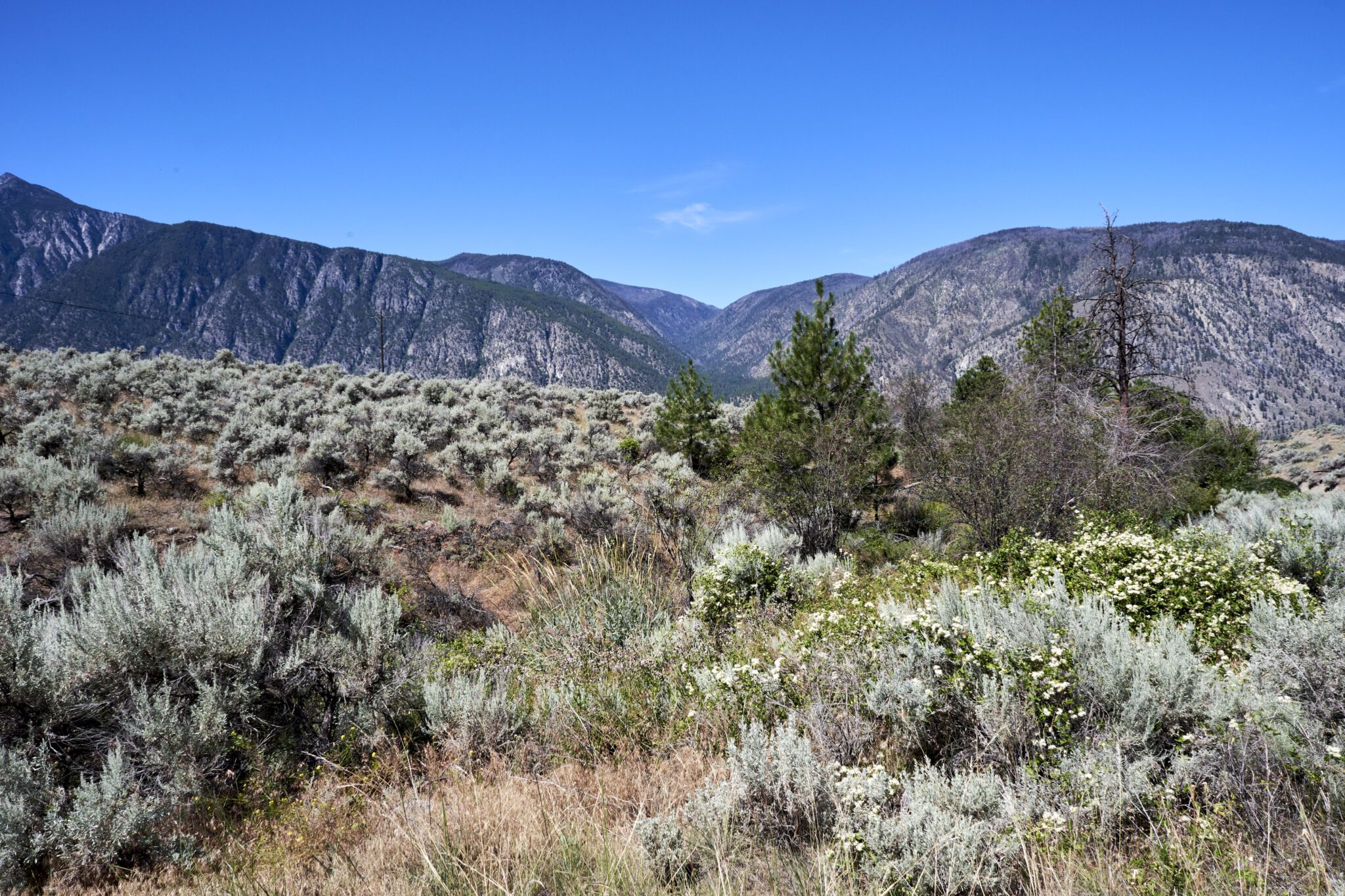 Help Protect Rare Grasslands and Vital Corridor for Endangered Wildlife ...